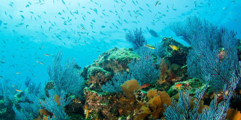 arrecife de Mexico
