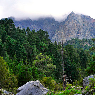 bosques templados de mexico