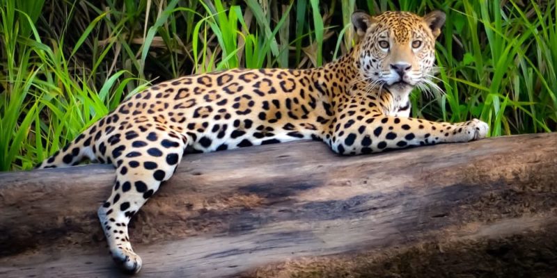 jaguar en su habitad